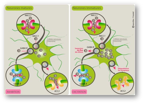 GABA-excitateur-autisme-tsa-emmalbnaturopathie