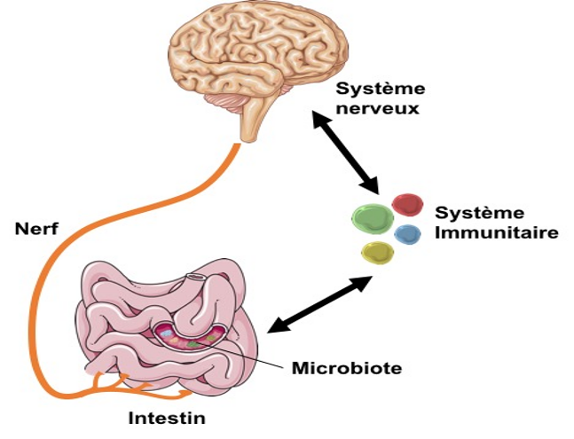 Barrière intestinale-zonuline-tsa-emmalbnaturopathie