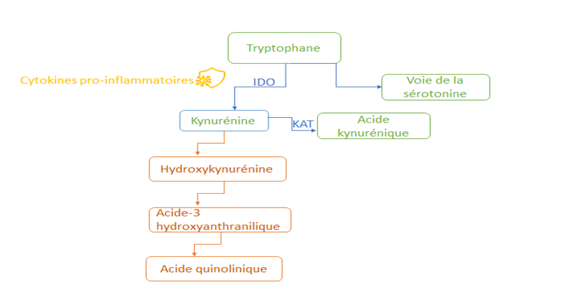 Voie de la kynurénine-neuro-inflammation-TSA-naturopathie.emma-lb-naturopathie